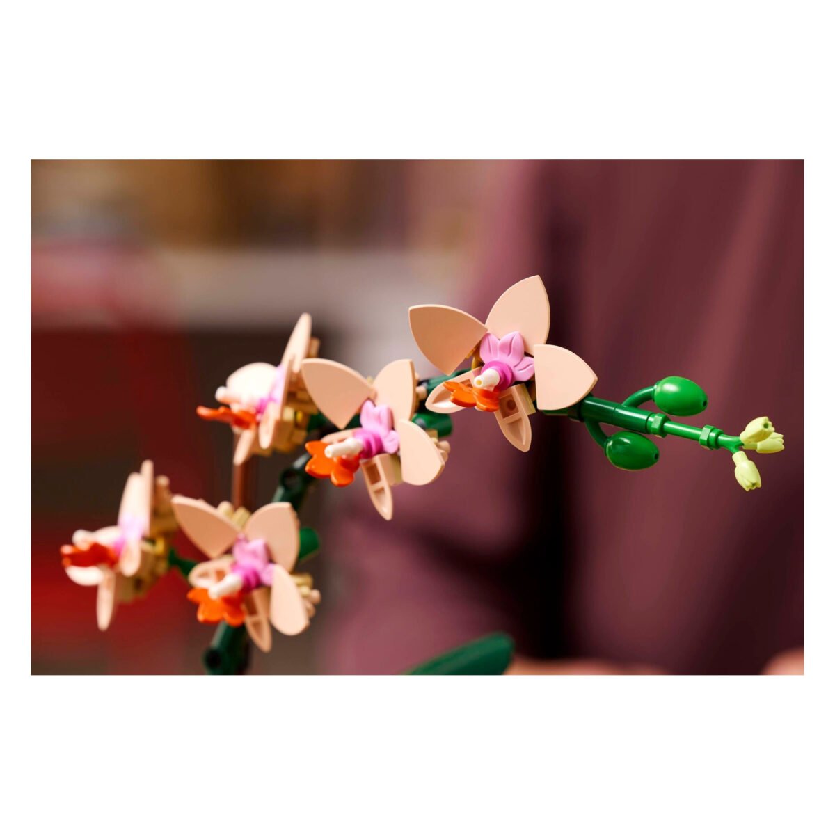 10343-1 - Mini Orchid